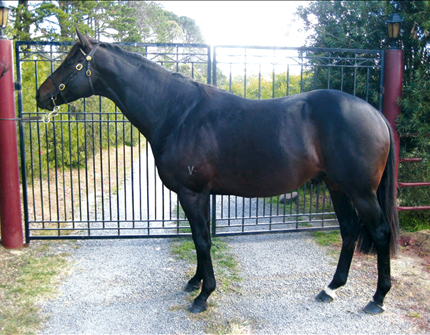 Stallion Roster Display