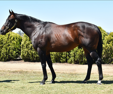 Stallion Roster Display