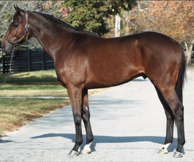 Stallion Roster Display
