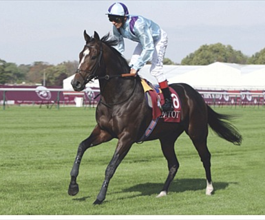 Channel Cat Stallion Stallion Roster Display