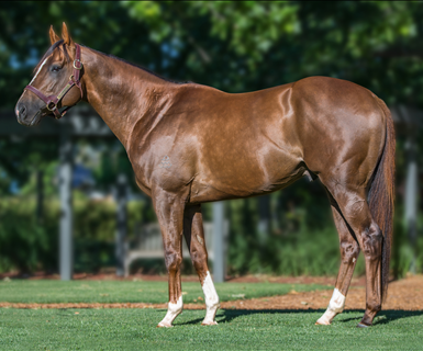 Stallion Roster Display