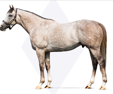 Volatile Stallion Stallion Roster Display