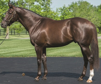 Stallion Roster Display